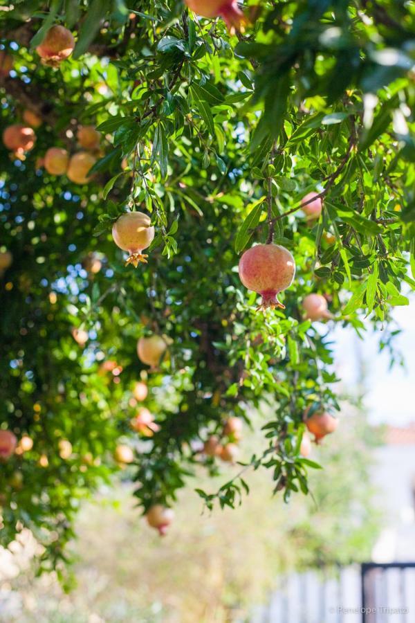 Zacharoulas Katikies Amarynthos Ngoại thất bức ảnh